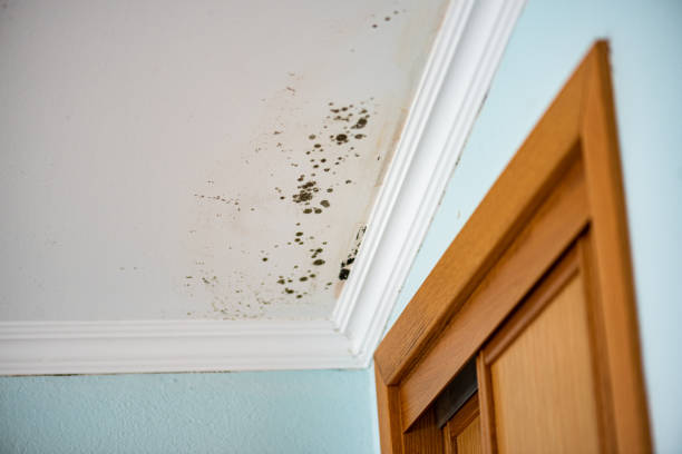 Best Toxic Mold Removal  in Meadow Lake, NM