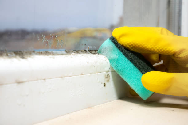 Best Attic Mold Removal  in Meadow Lake, NM